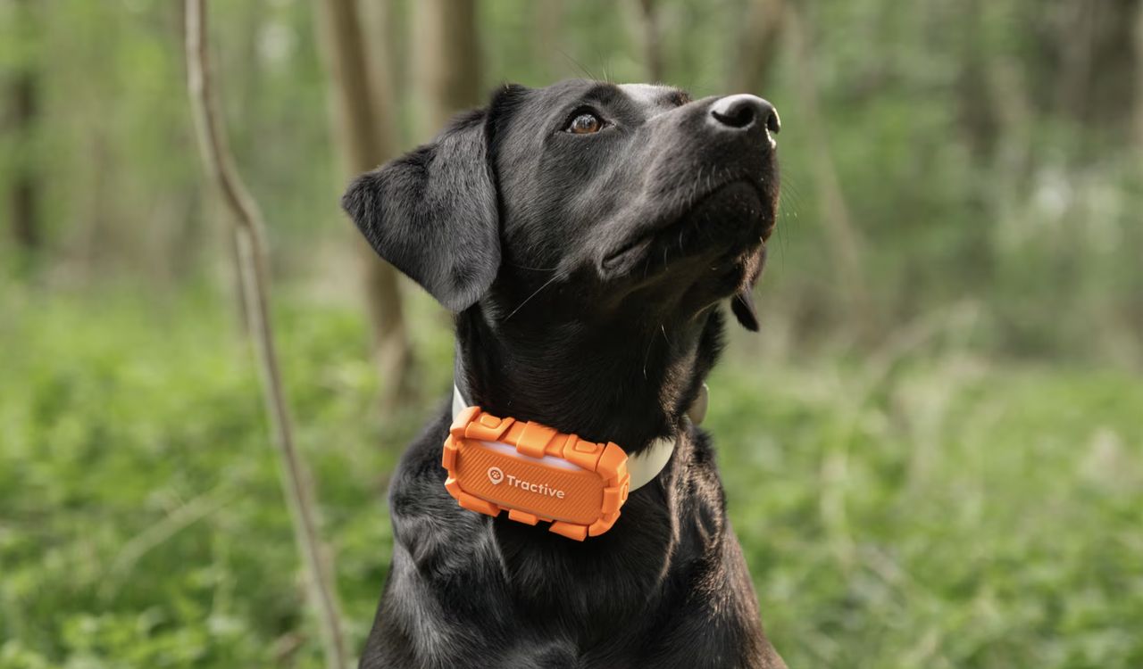 Tractive DOG 6 XL - Adventure Edition, oranžový