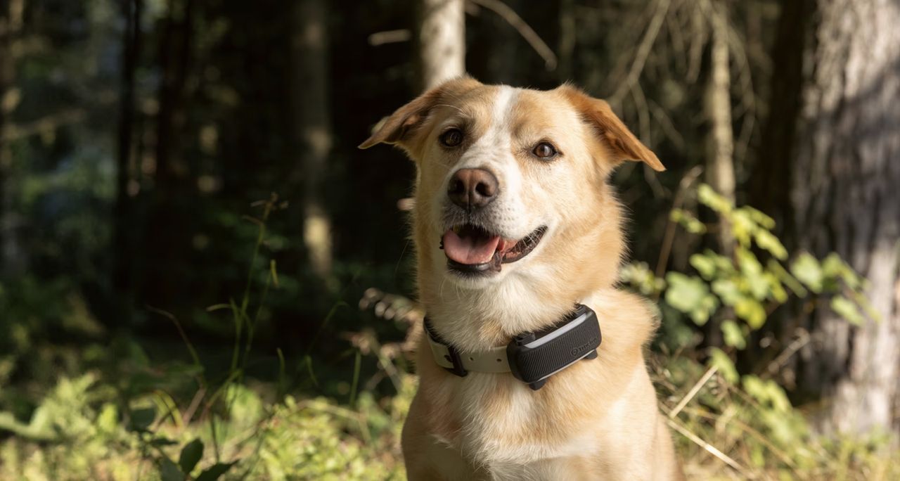 Tractive DOG 6 XL - Adventure Edition, oranžový