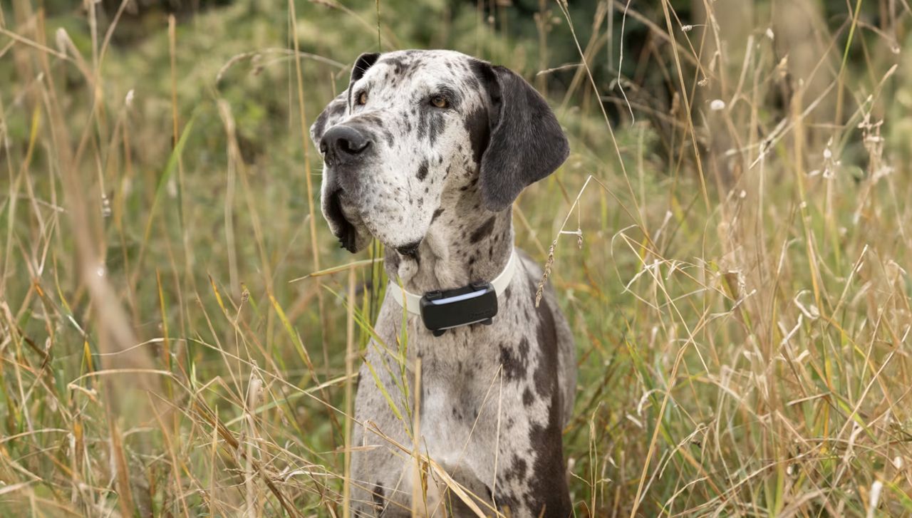 Tractive DOG 6 XL, čierny