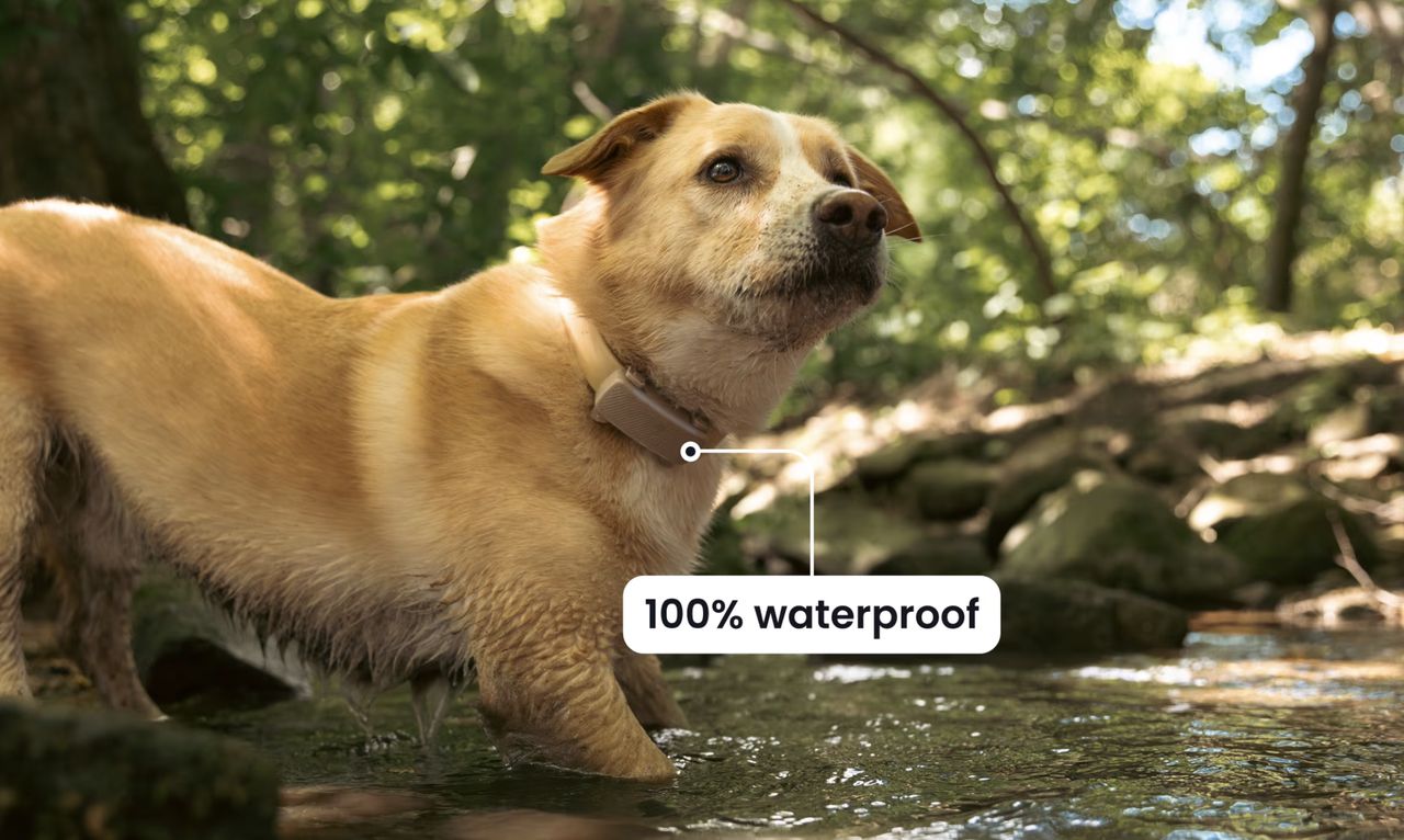 Tractive DOG 6 XL, čierny