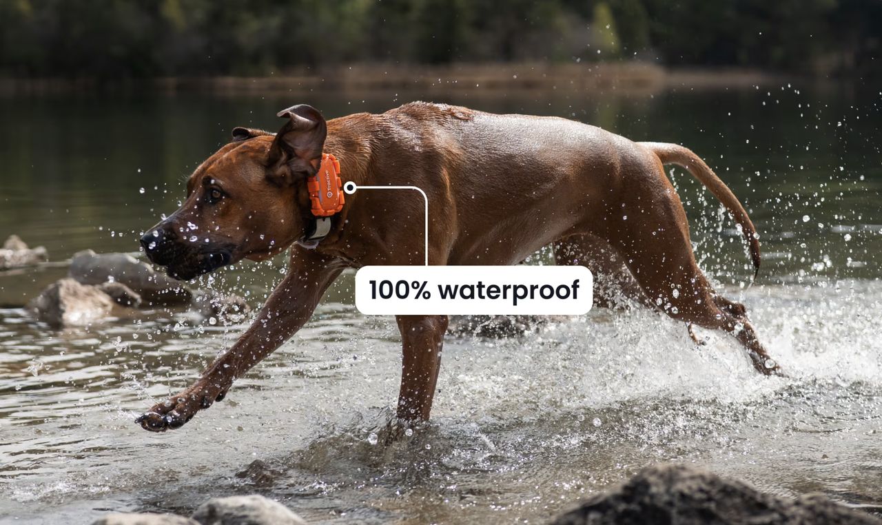 Tractive DOG 6 XL - Adventure Edition, oranžový